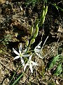 Liliaceae - Anthericum ramosum_1.jpg